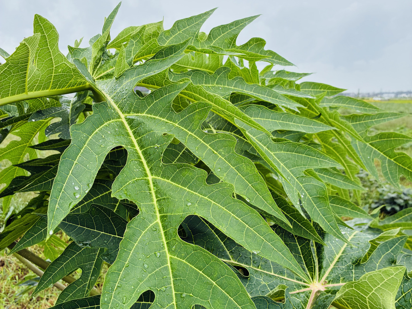 酵素たっぷりパパイヤ葉茶＊(1.5×8包)×6袋＊栽培期間中農薬•化学肥料不
