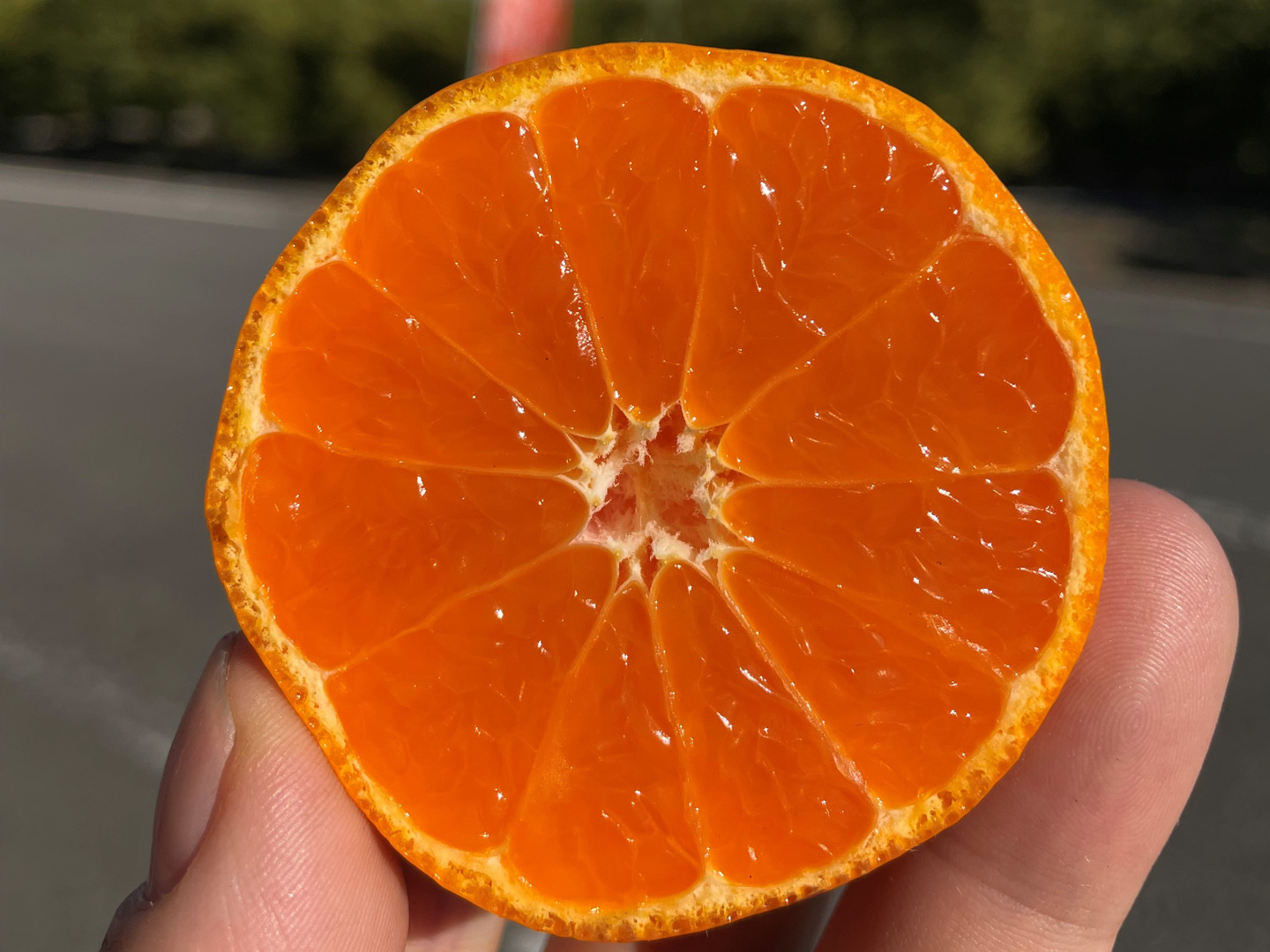 越冬木熟大坊みかん　秀品　Ｓサイズ  箱込み約10㌔ 越冬木熟大坊みかん 秀品 Sサイズ 箱込み約10㌔の通販 by