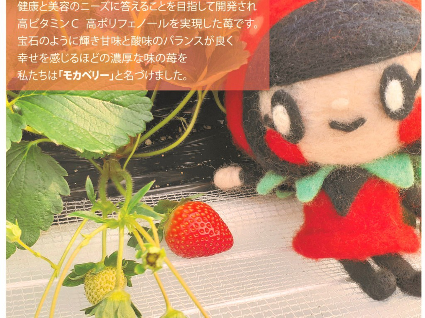 優先配送 一箱4パック入り 完熟 『モカベリー』 いろいろなサイズ 家庭用 フルーツ