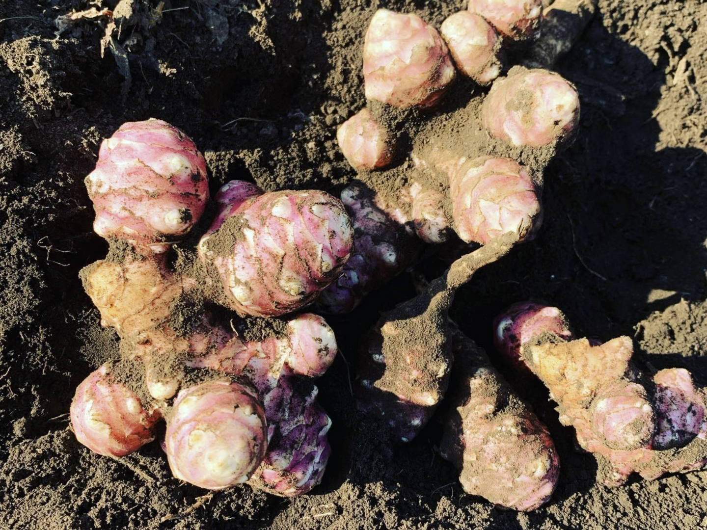 栽培期間中、農薬・化学肥料不使用の菊芋！きくいもパウダー 80g