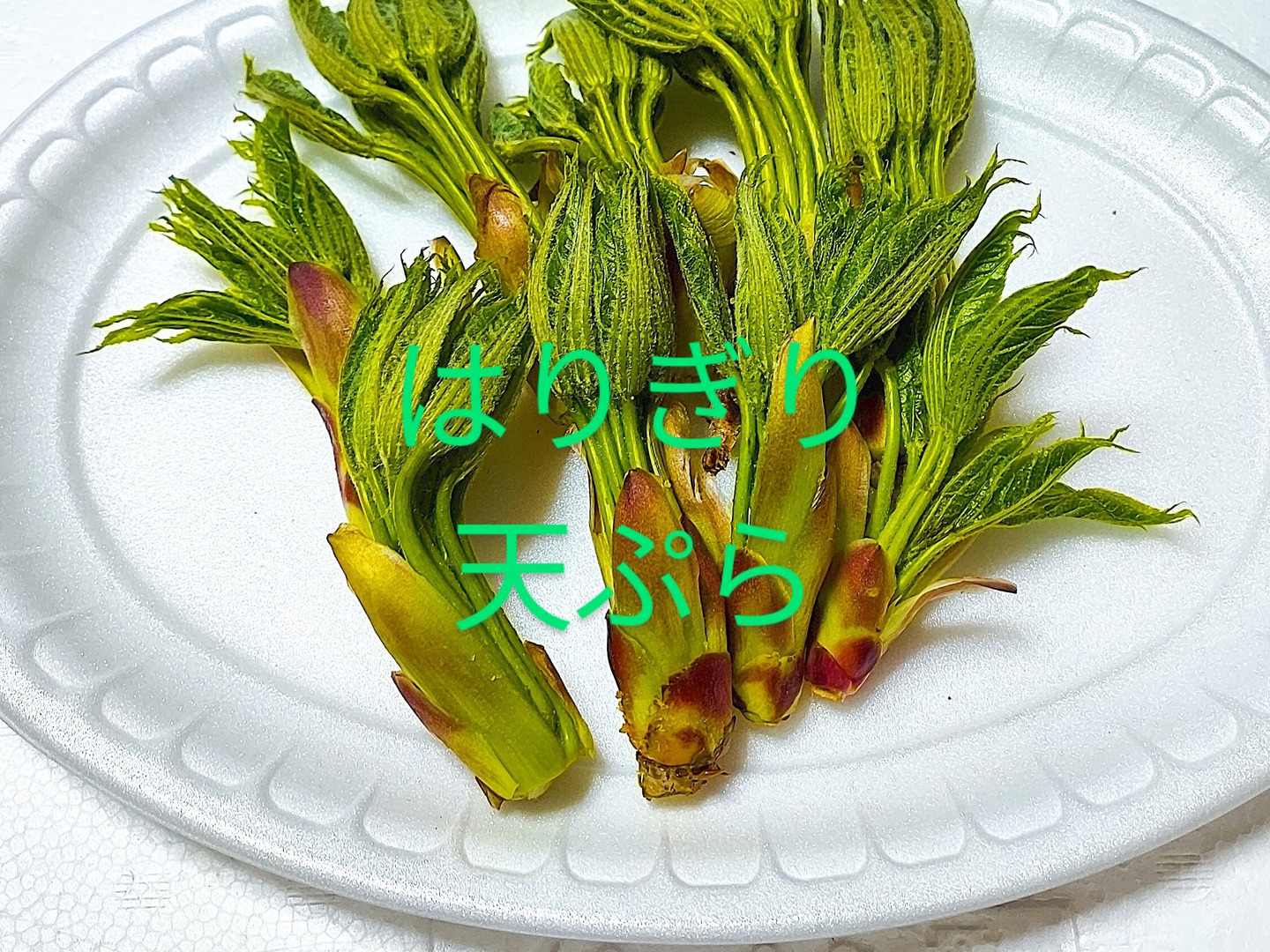 天然山菜】月山筍セット【朝採り】：山形県産の野菜セット｜食べ