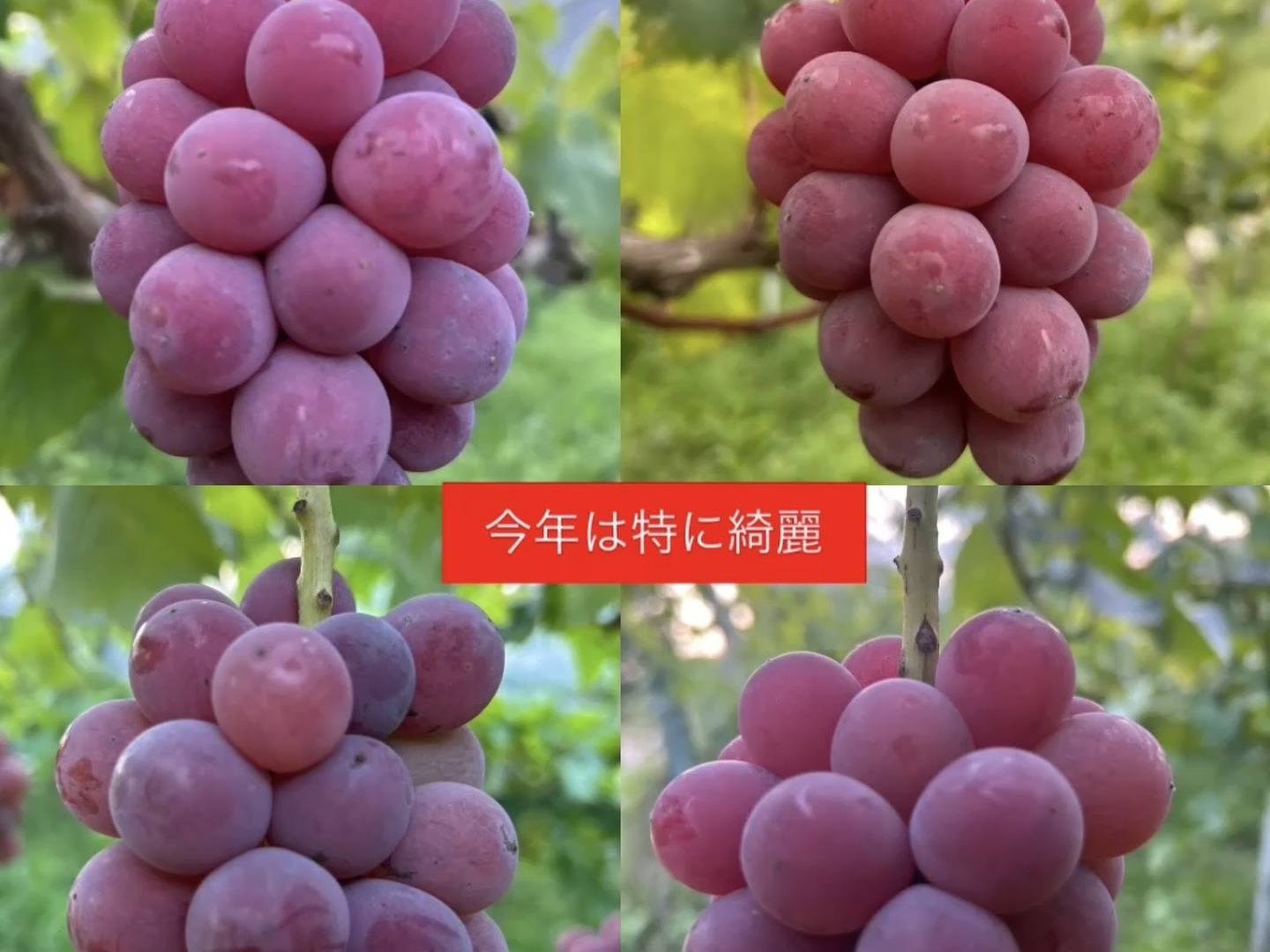 ク➀【 🌕お月見バージョン🍇クイーンニーナ】4房 ラストオーダー