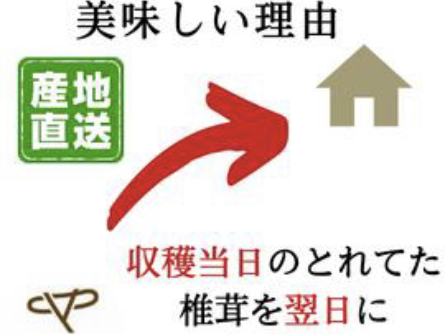 クール便発送 『訳あり』頑張って成長したが形が悪い椎茸さん1