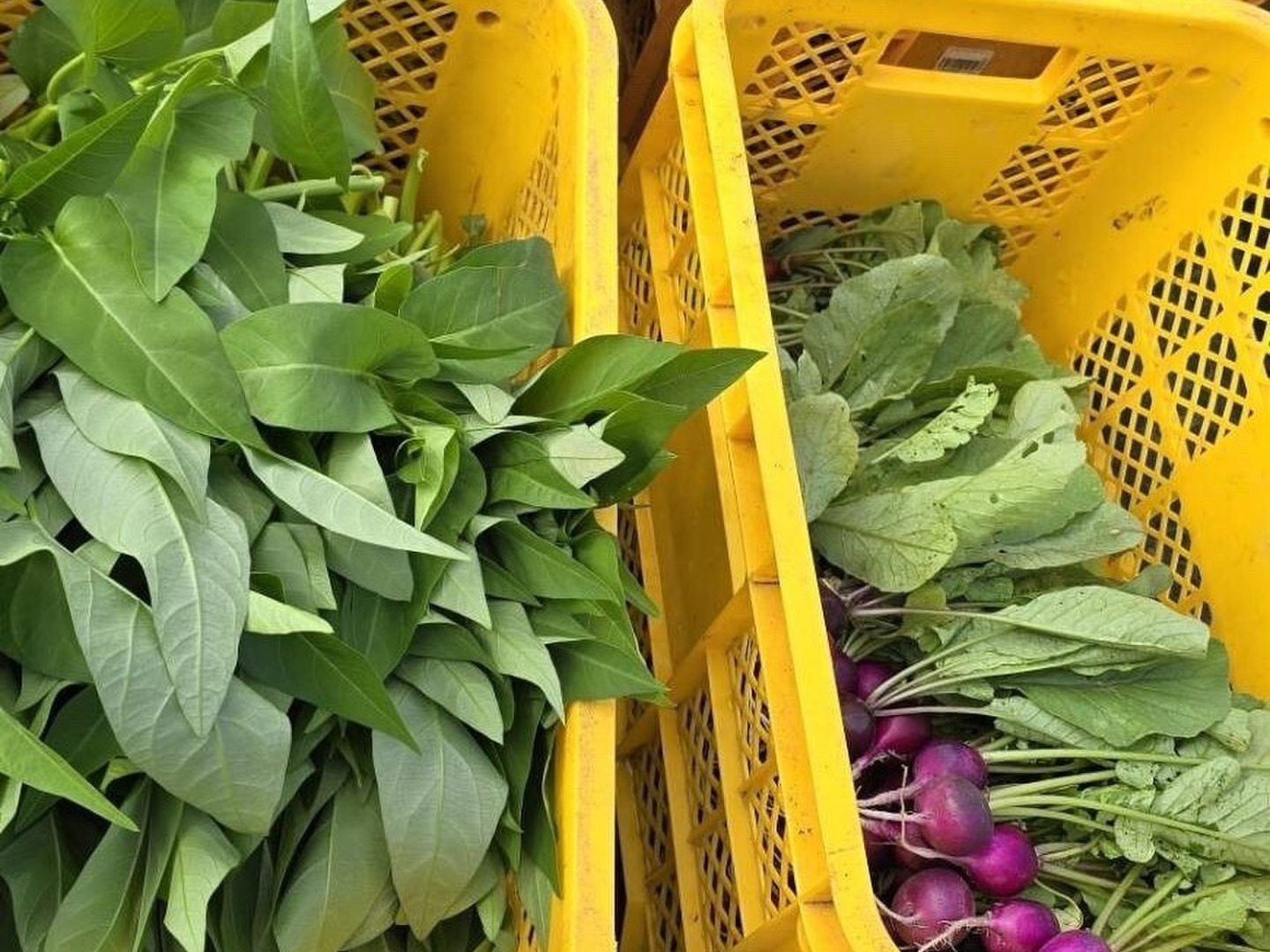 まなです。ボカシ栽培の栽培期間中農薬不使用野菜詰め合わせ 栽培中農薬化学肥料不使用】スタッフ厳選！獲れたて季節のこだわり野菜