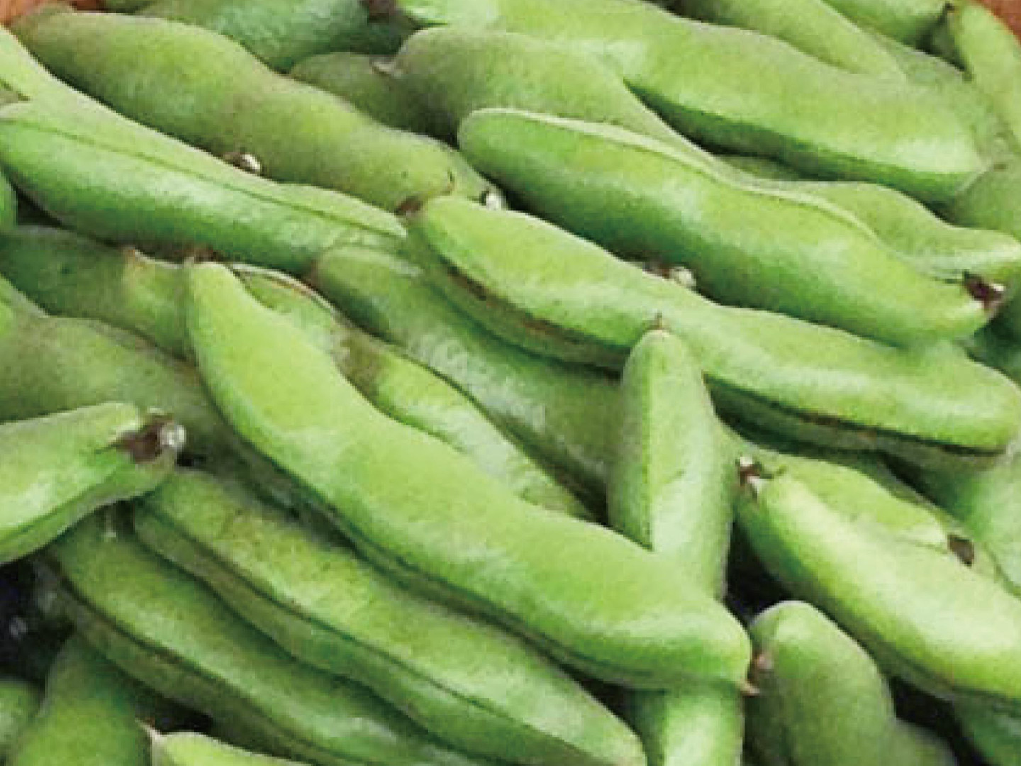 香川県産 そら豆の種 1kg 約420粒 香川県より産地直送 JA香川県 そらまめ（品種名：一寸そら豆）2