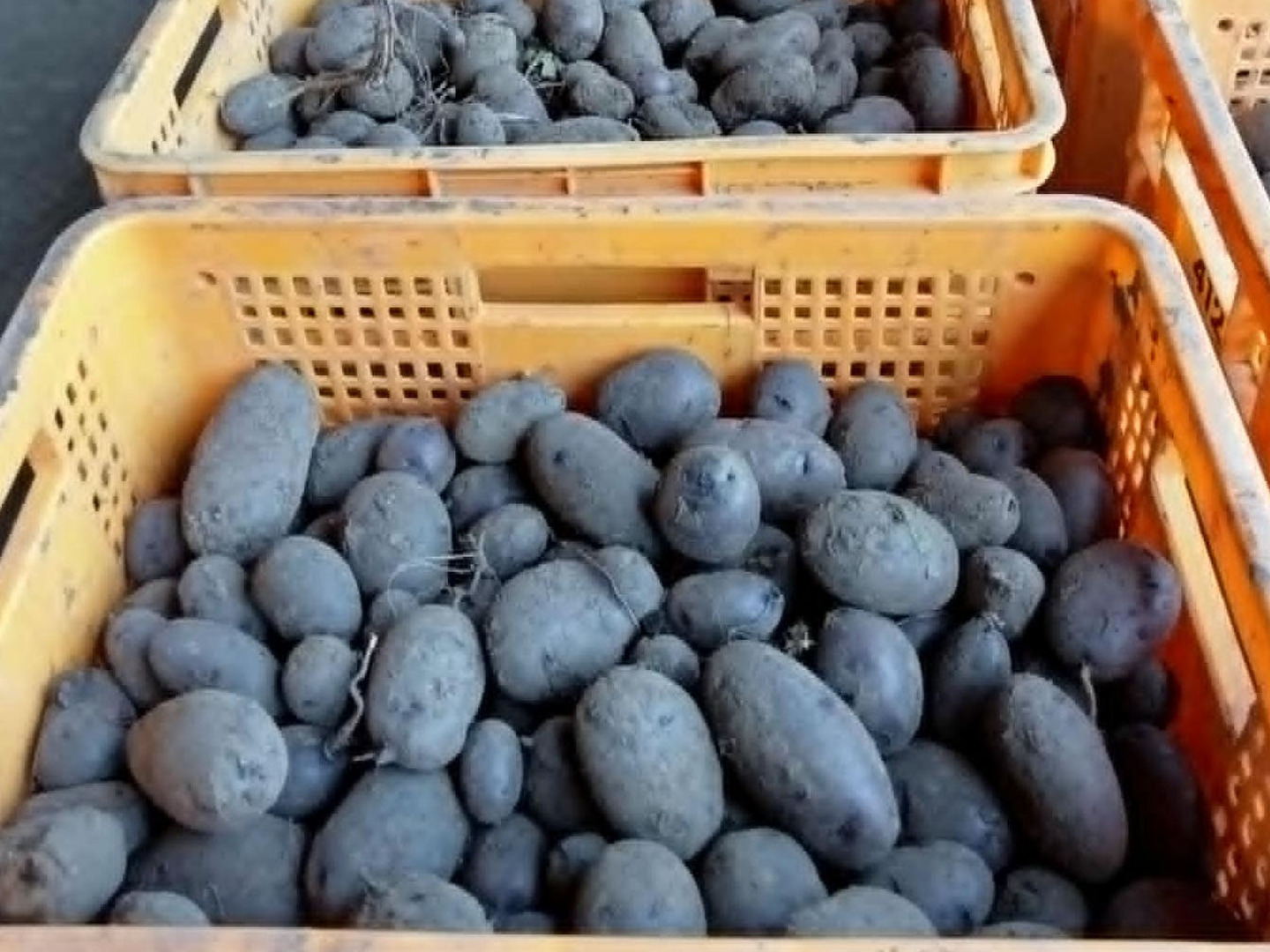 人気の贈り物が 幻のジャガイモ 俵マゼラン 『北海道産』 10kg：北海道産の 野菜