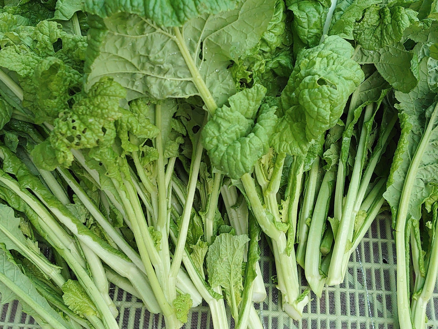 【初売り】 067f731751b33ea7e22b831ed0fae0 野菜