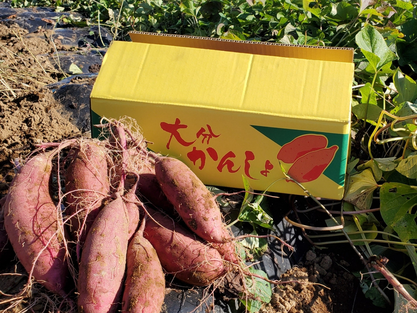 ねっとり極甘さつまいも！熟成紅はるか約5kg（S~2Lサイズ不揃い