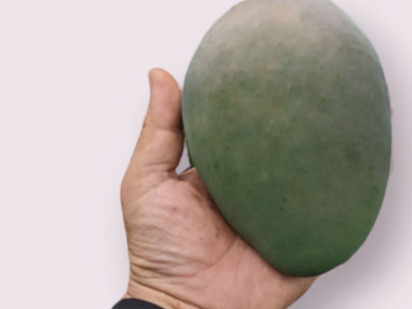 キーツマンゴー★3.7kg超 宮古島産「巨果・幻のキーツマンゴー」2玉 | Blue Turtle Farm