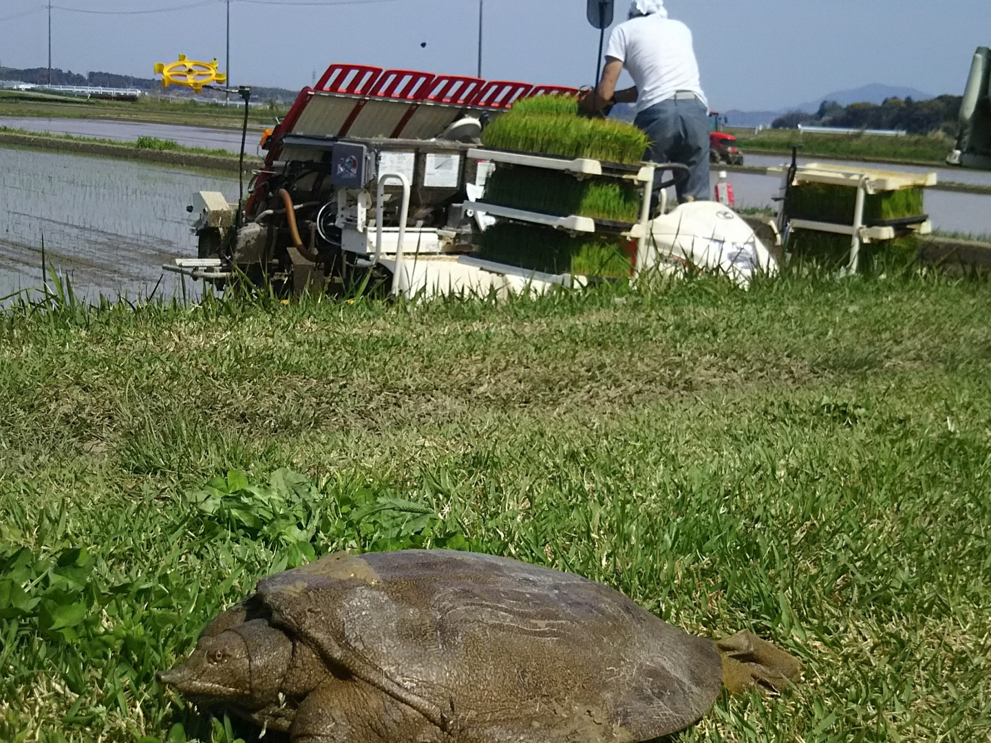 新米7年産玄米10kg コシヒカリ：三重県産のお米｜食べチョク