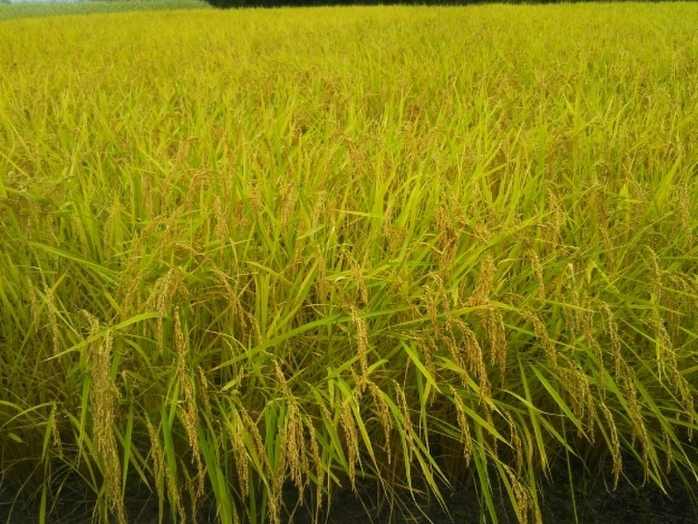 令和6年新米】信州産＜ひと味違う！希少の天日干しはぜかけ米