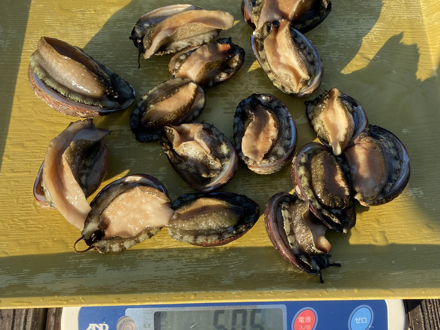 漁師直送！天然活トコブシ1キロ とこぶし ナガレコ ながれこ