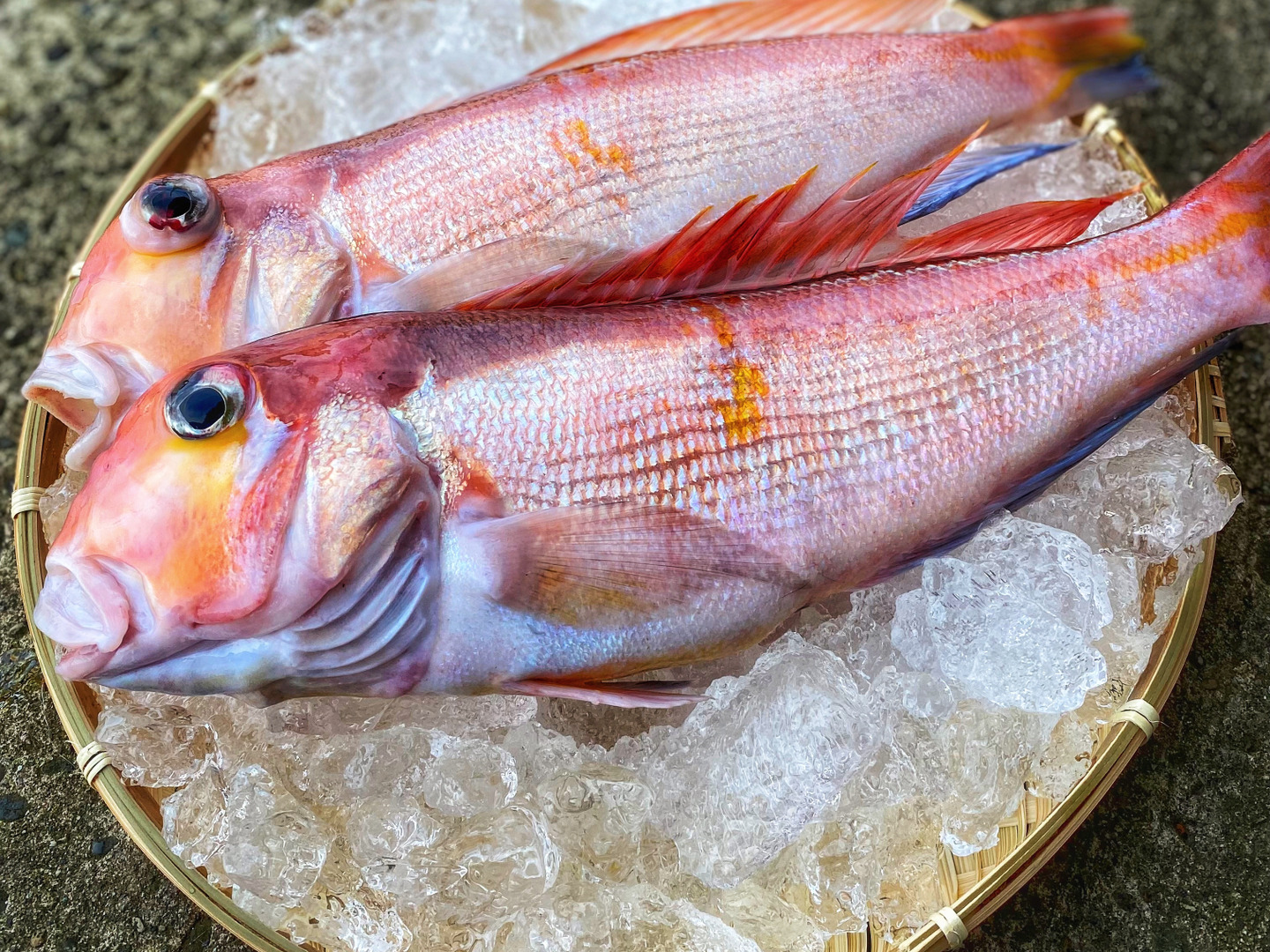 漁師直送！秋田沖で荒波にもまれた天然甘鯛2.3匹計1kg：秋田県産