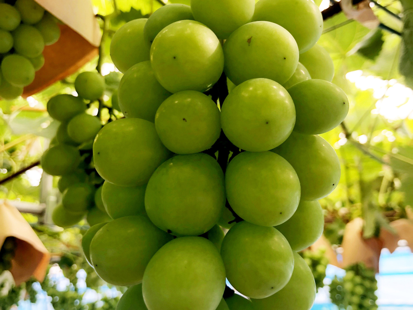 常温発送』 糖度抜群！種なしシャインマスカット バラ粒500gx2