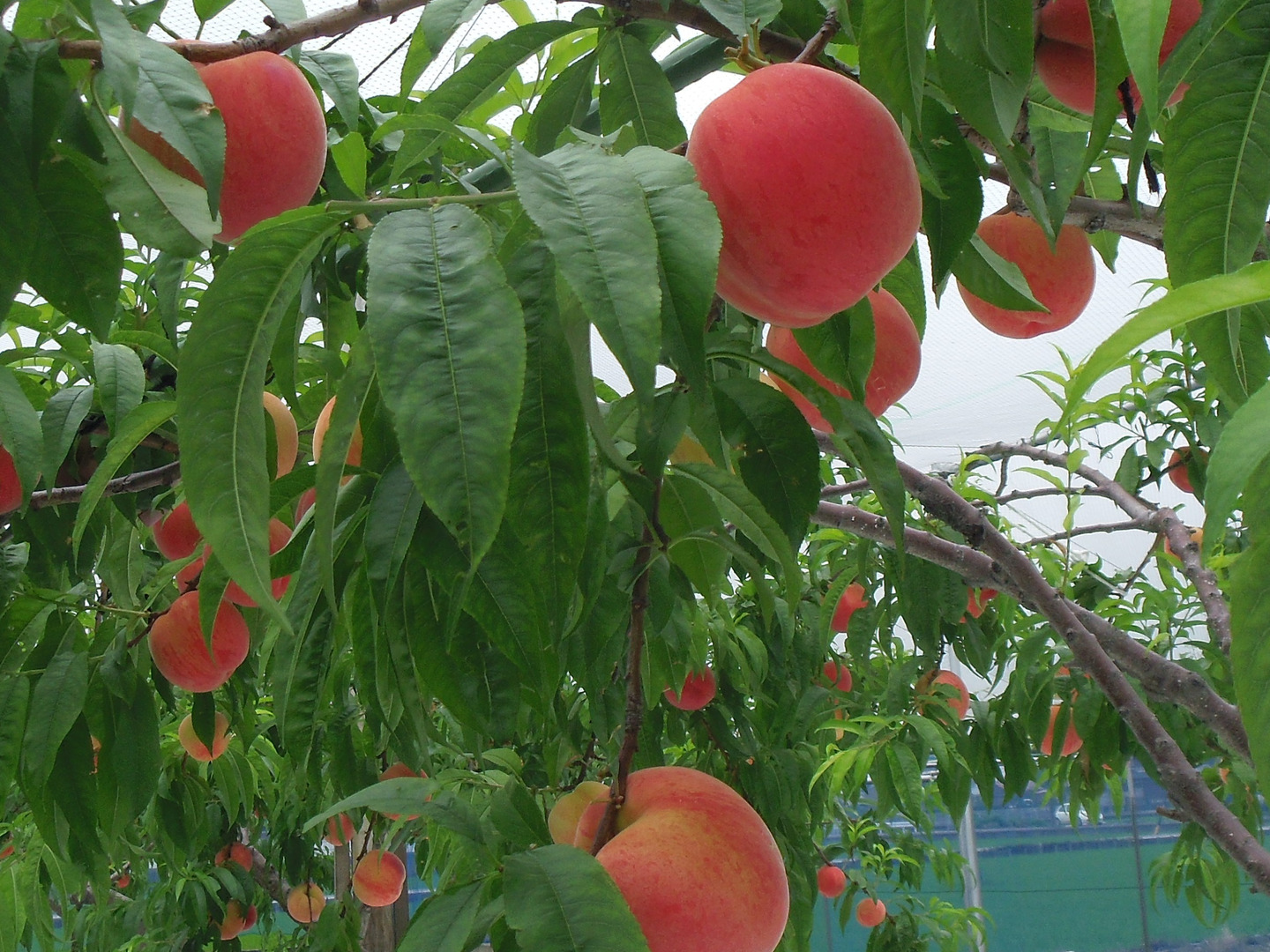 24年6月下旬発送🍑【日川白鳳】食べ応えたっぷり5kg1箱・20