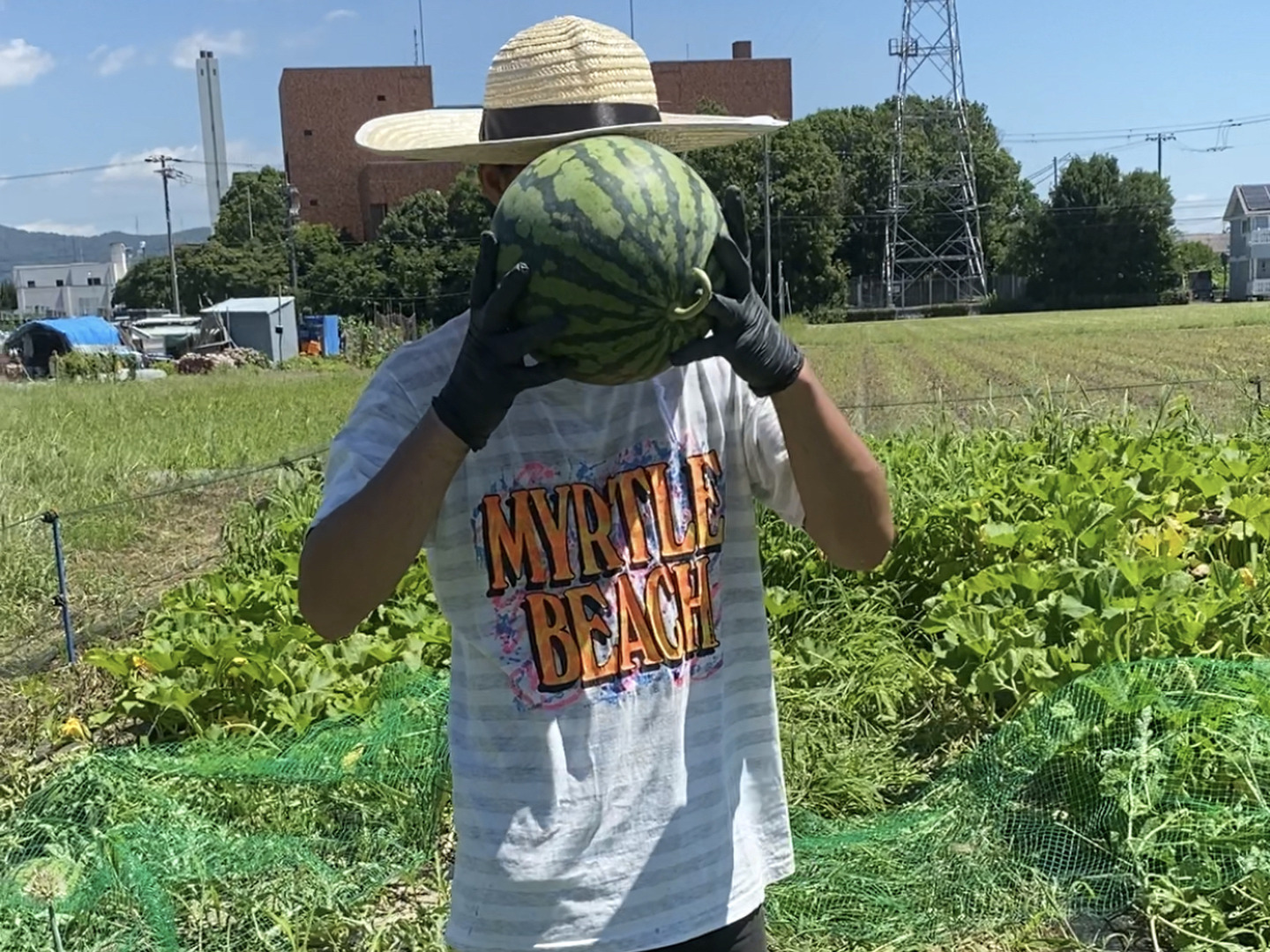 羅皇ザ・スウィート 1玉 4Lサイズ 9kg〜10kg 【圃場栽培期間中