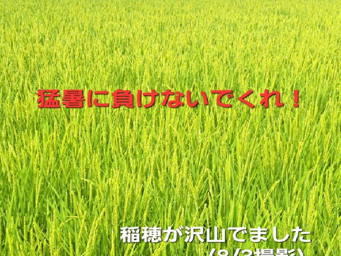 農家直送のお米◎兵庫県産ヒノヒカリ 山の湧き水育ち 20kg(10kg×2) 0ece91a84ff74a7696c46c269c1426