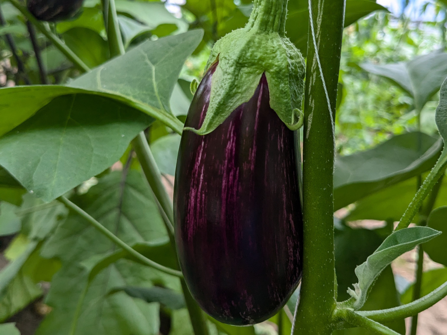 しましま模様!? オシャレな見た目♪】高知県産ゼブラナス♪ 6本セット