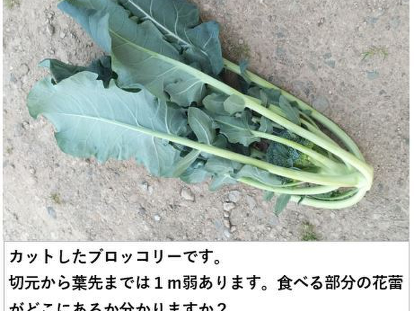 【きれいめファッション51選】上品さと清潔感をキープし 8c5f313b41fae526e061a4188daedd 野菜