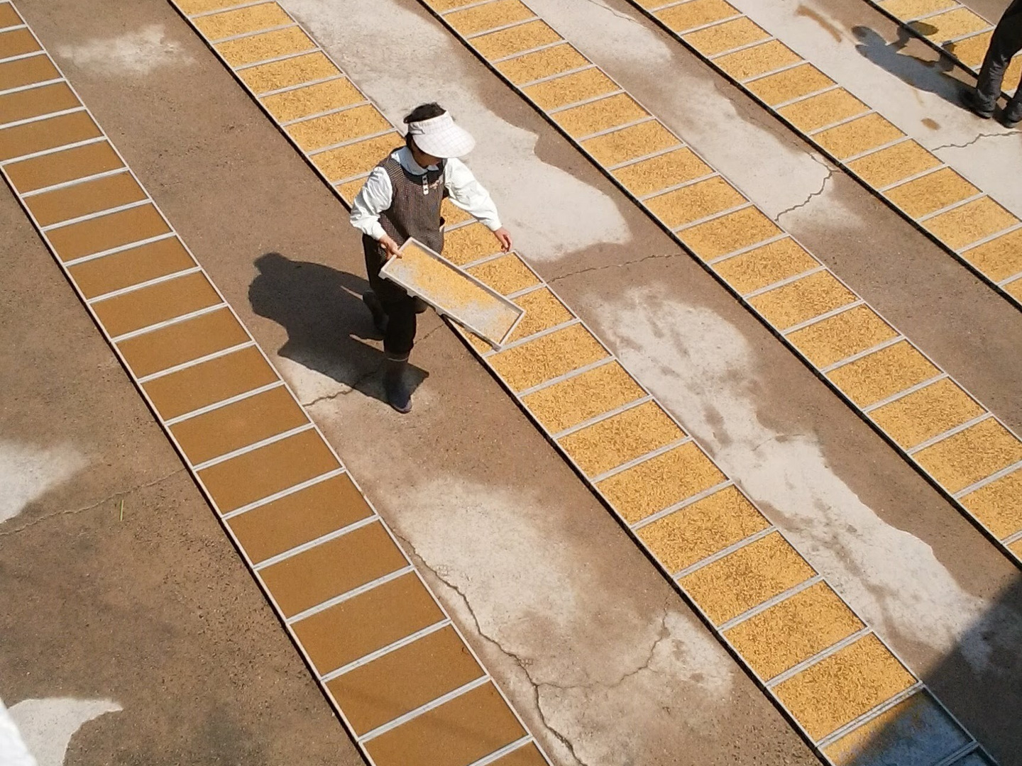 令和7年新米】 精米30kg コシヒカリ 淡路島産：兵庫県産のお米｜食べ