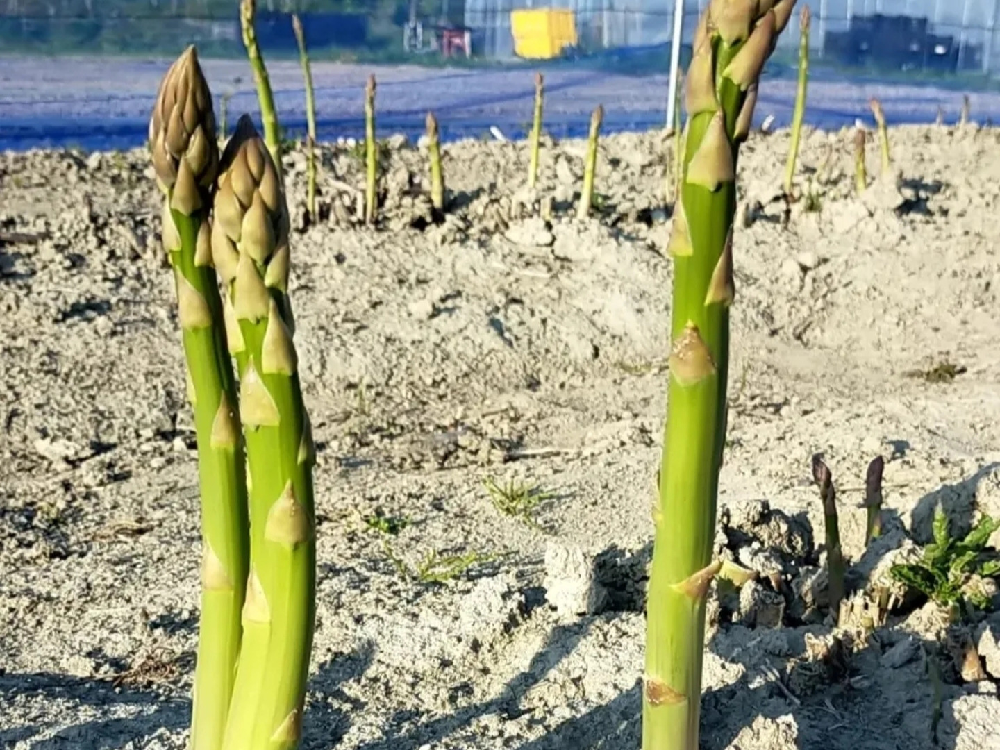 ☆数量限定☆北海道産！農薬不使用グリーンアスパラガス1.5kg