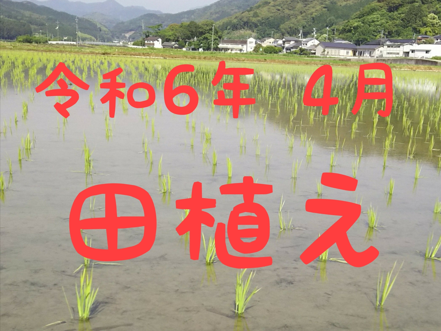 令和6年産 新米 こしひかり コシヒカリ 玄米30kg 茨城県産