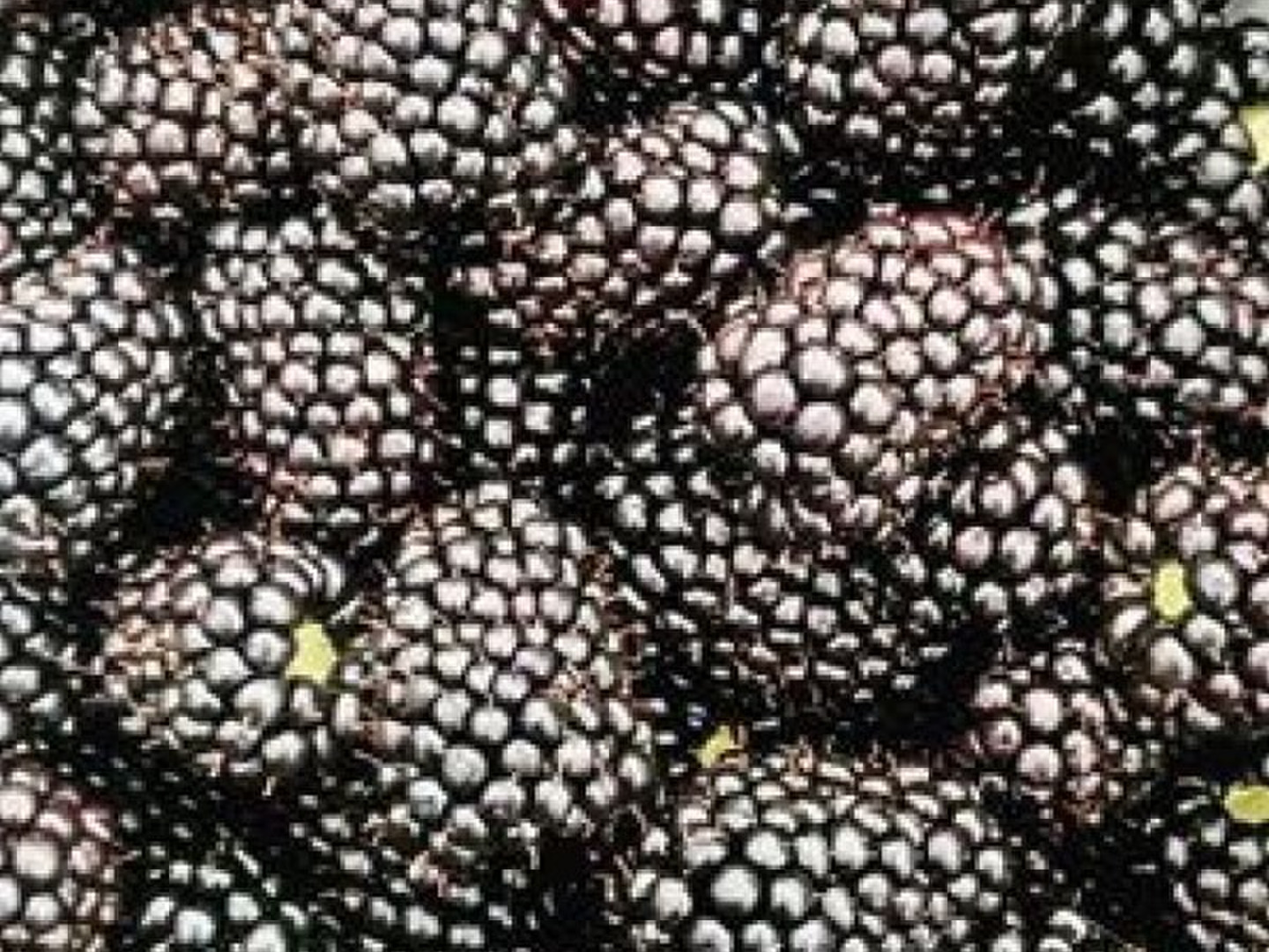 生ブラックベリー1kg➕早期予約10%増量❣️ 3300円　ご予約承りページ 174754771_o1.jpg?