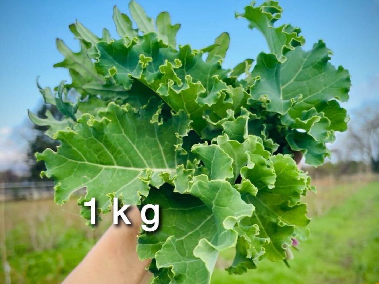 草だけ育ち】道産自然栽培ケール・1kg / カーリー&レッド