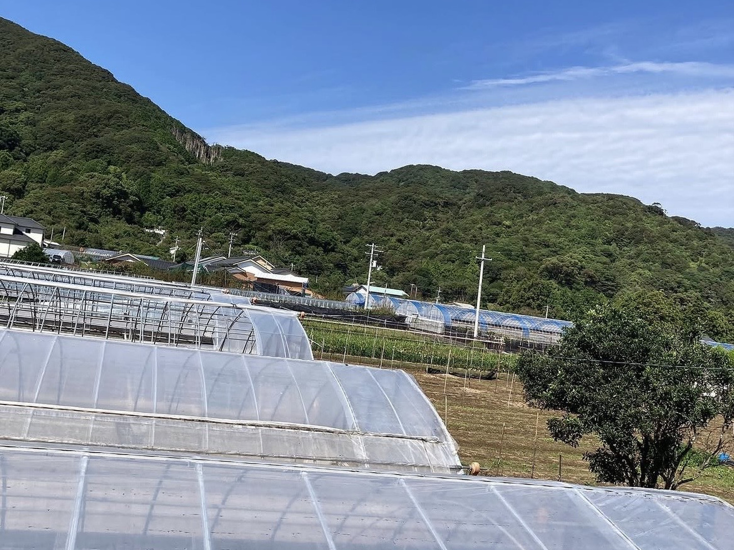 高知県産 朝採れ新生姜 3キロ：高知県産のその他薬味・スパイス｜食べ