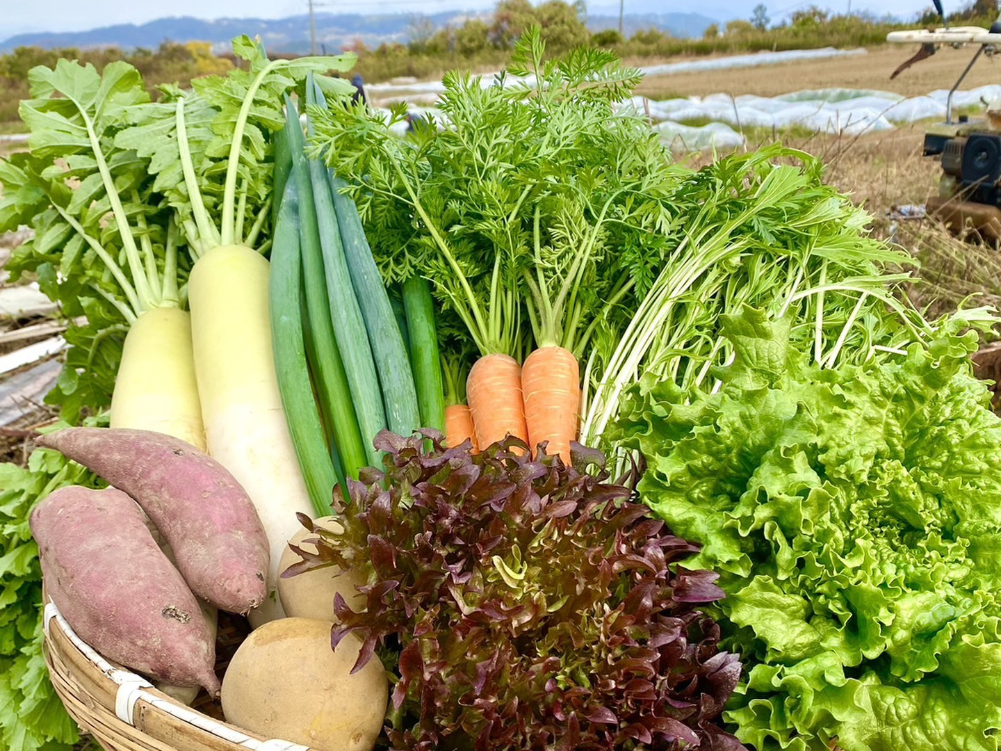 淡路島産 農薬不使用旬の野菜セット（5品以上）：兵庫県産の野菜