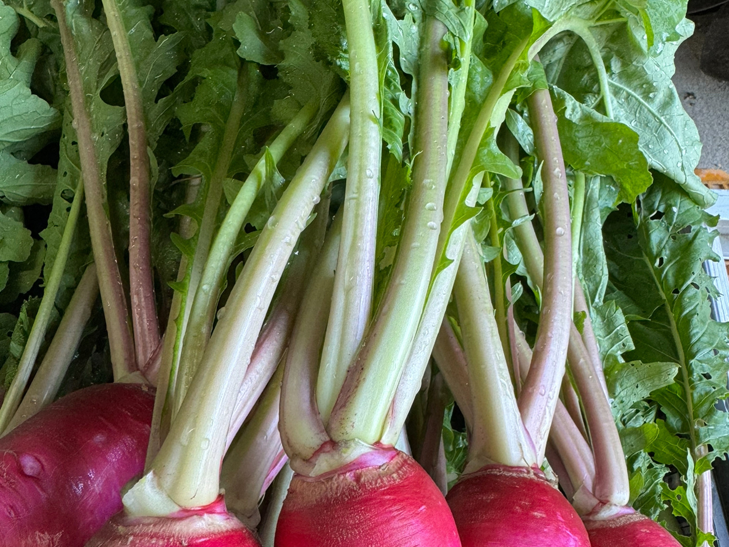 注目ブランドのギフト 採れたて新鮮❗️可愛いピンクのカブ‼️もものすけ‼️お漬物や 野菜