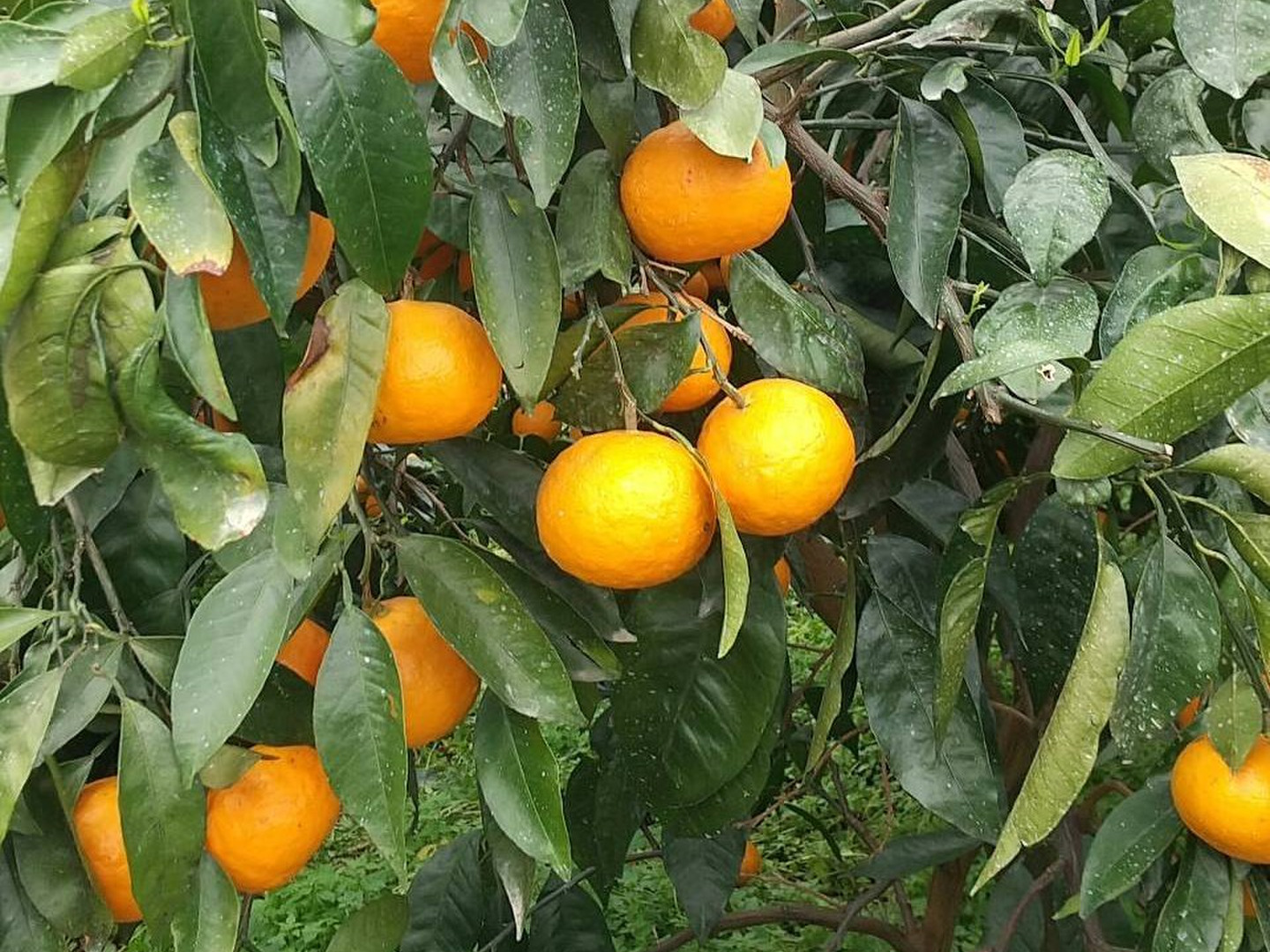農家直送！なつみオレンジ 家庭用10kg【平武農園】和歌山｜有田