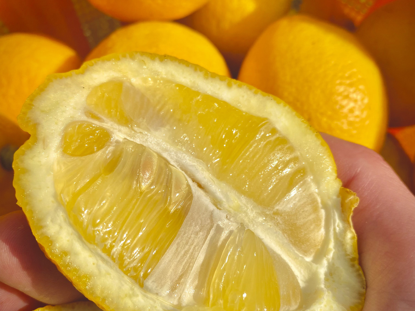 LEMON】熱海レモン 約8kg：静岡県産のみかん・柑橘類｜食べ