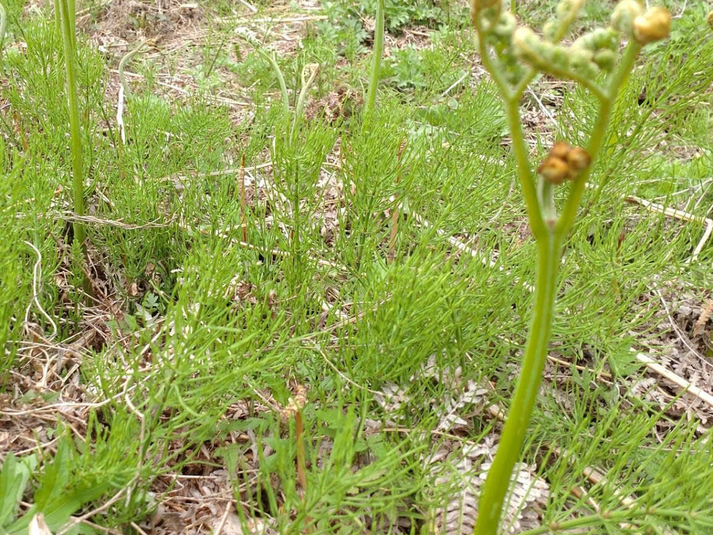 【確認用】岩手雫石町産 天然 無農薬 里山わらび 確認用】岩手雫石町産 天然 無農薬 里山わらび