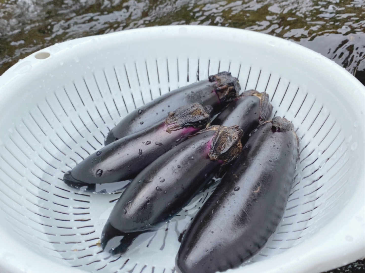 期間限定 夏の高原ナス 2キロ 夏野菜 朝採り なす 茄子(nasu)：新潟県