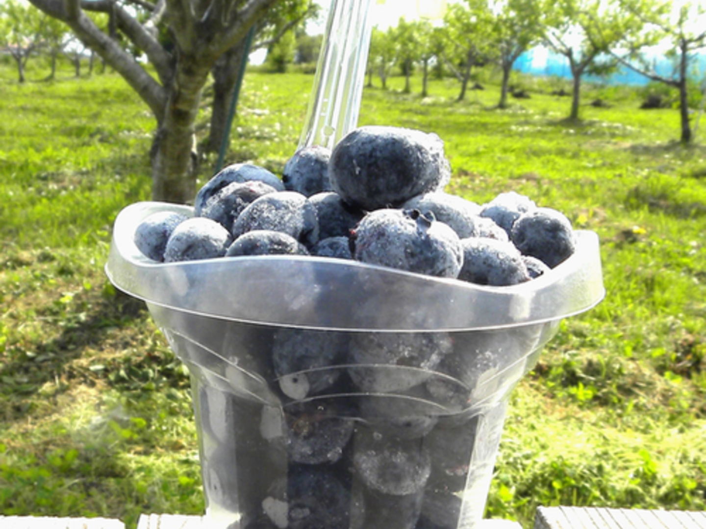 ★冷凍ブルーベリー★ blueberry-2p.jpg
