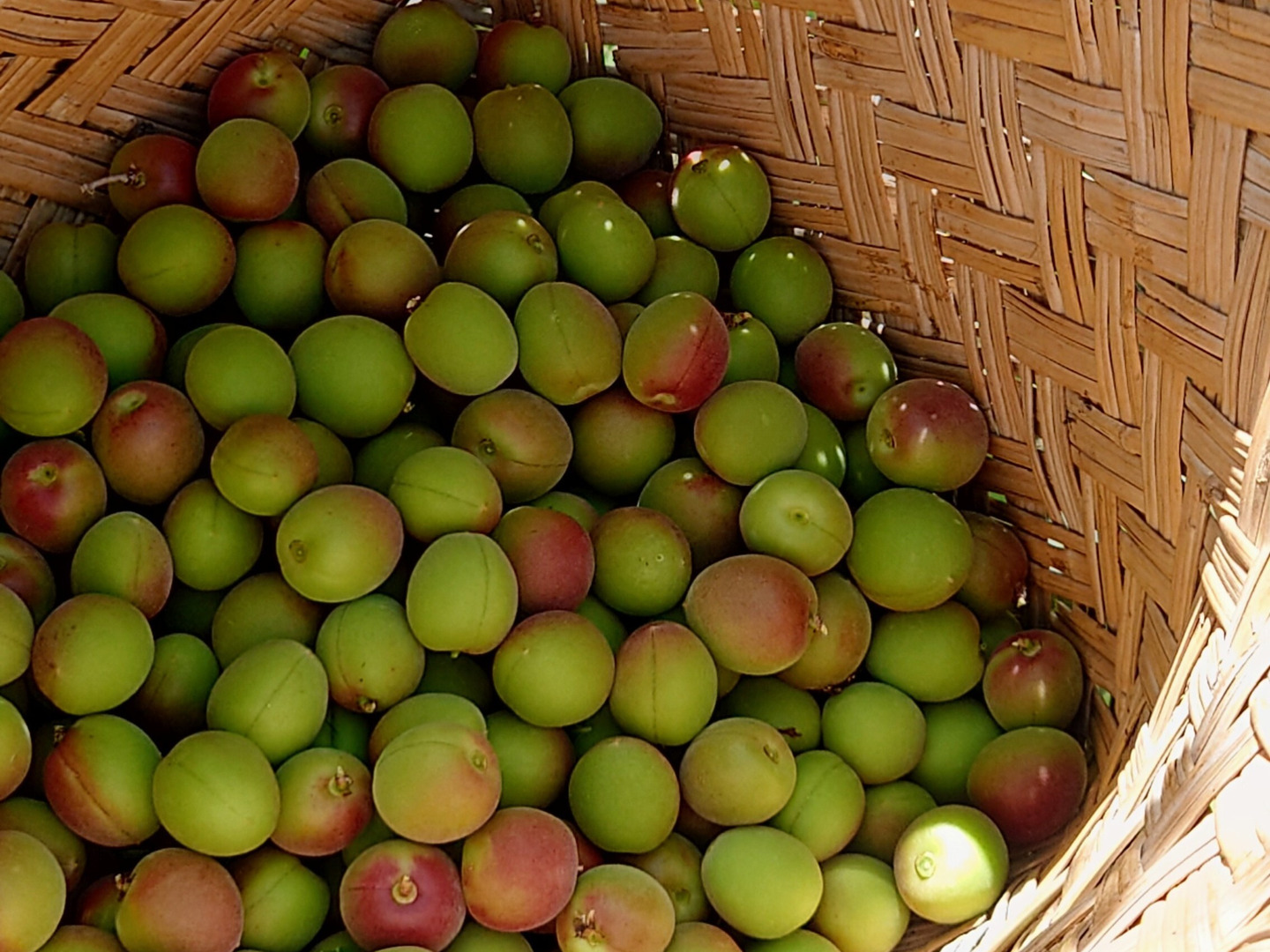 カリカリ梅に！手摘み甲州小梅：山梨県産の甲州小梅｜食べチョク