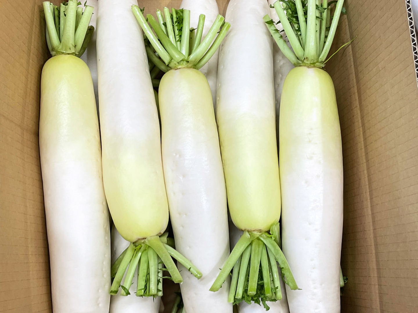 売れ筋がひ贈り物！ 三浦農家直送！青首大根Lサイズ10本：神奈川県産の野菜｜食べ 野菜