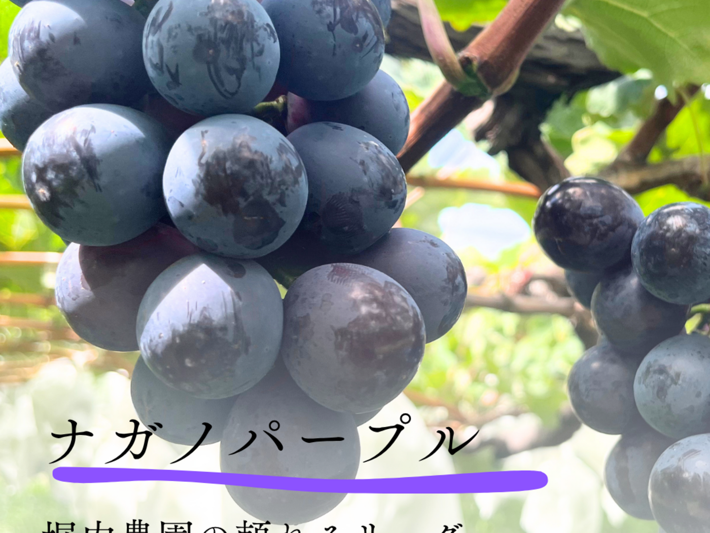 こだわりのナガノパープル 【ご家庭用訳あり品2k箱】甘みと酸味の