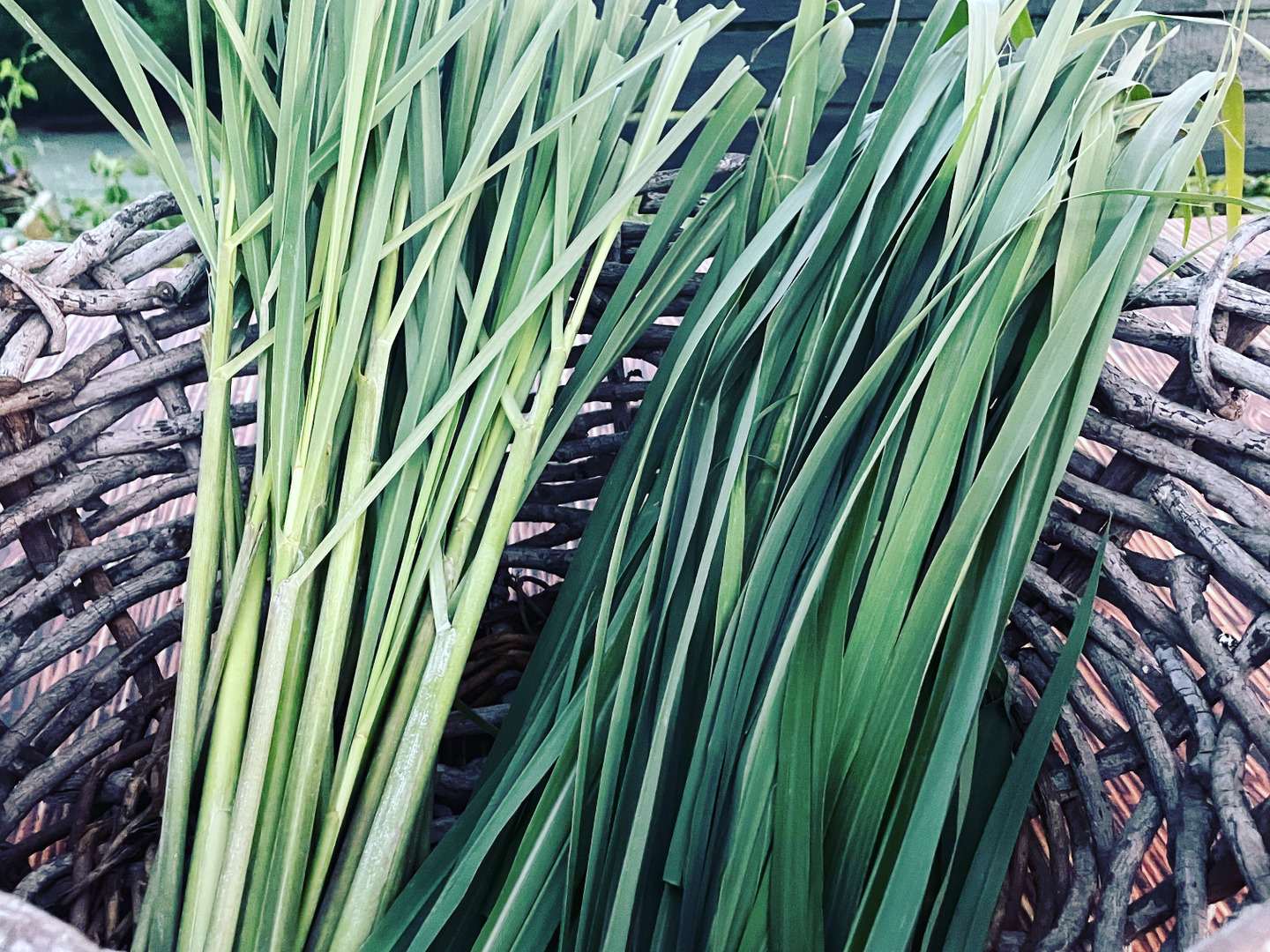 1kg2,000円👨‍🌾👩‍🌾旬！採れたて！新鮮！自然栽培！レモングラス