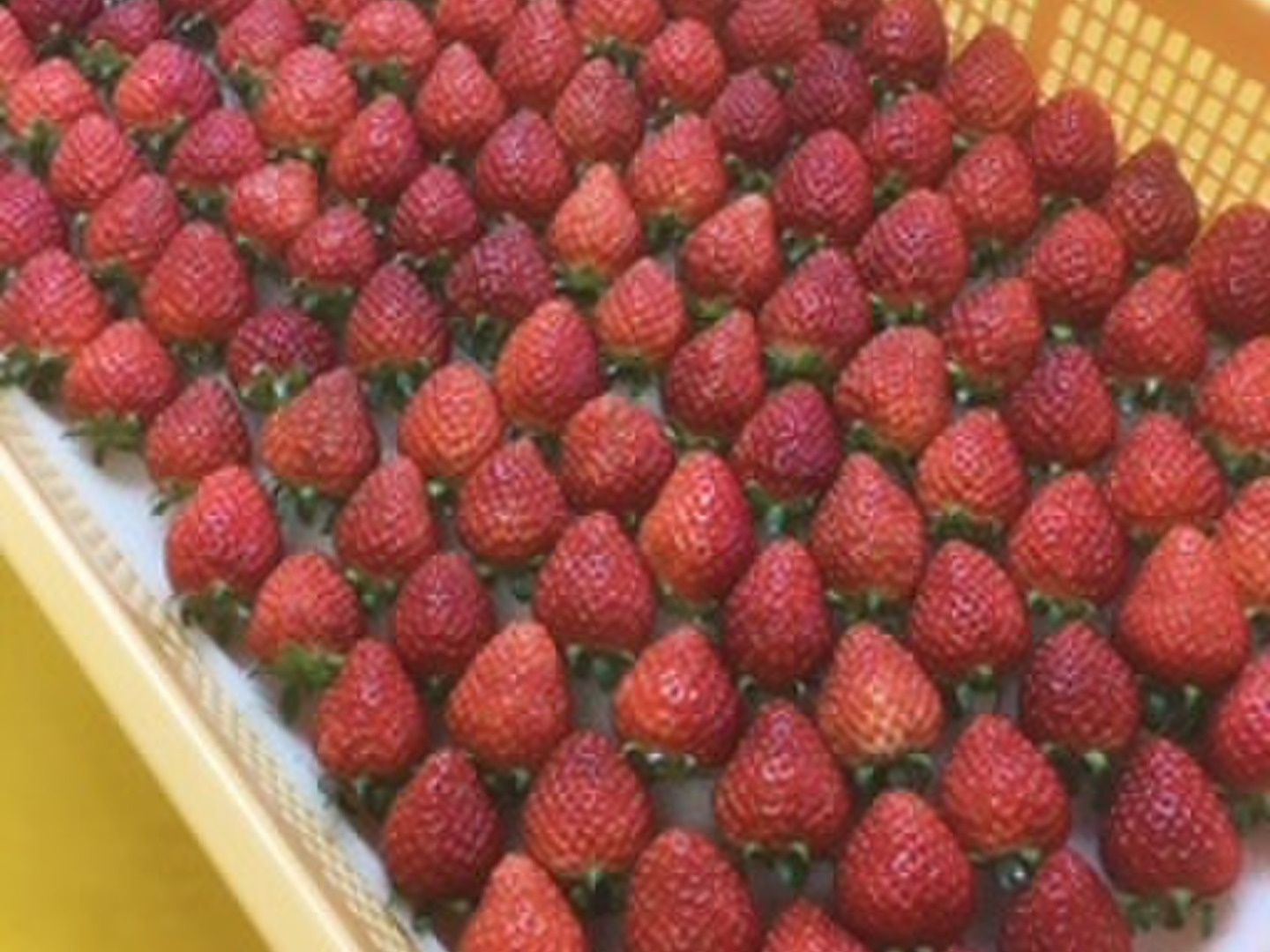 いちご 冷凍いちご 家庭用 5kg 500g×10袋 栃木県産 イチゴ 苺