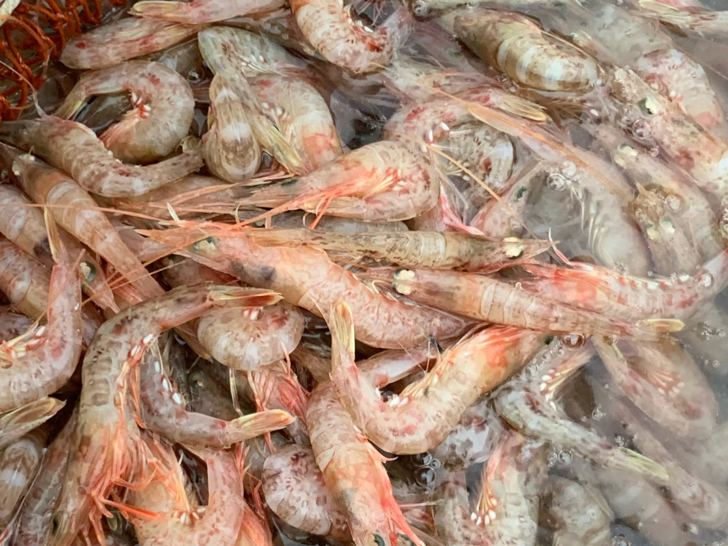 絵画 エビ 海老 シャコ？ japanese-tiger-prawn-hand-draw