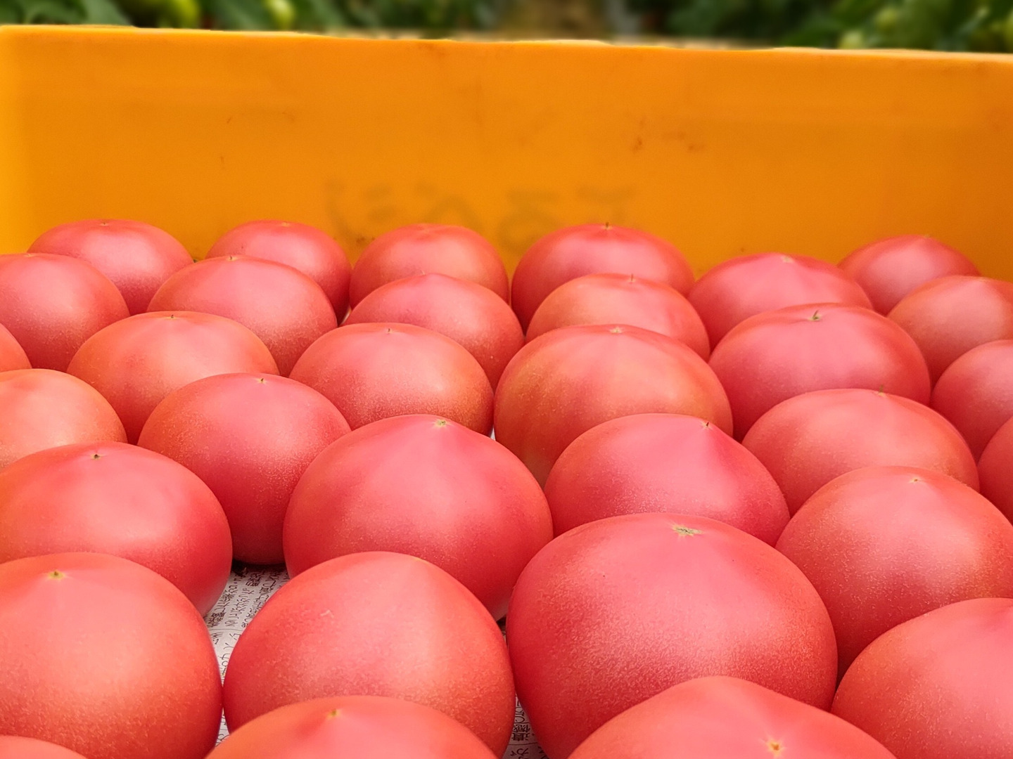 夏の王様トマト🍅始まりました♪ 赤熟もぎりの【麗月】11玉＋