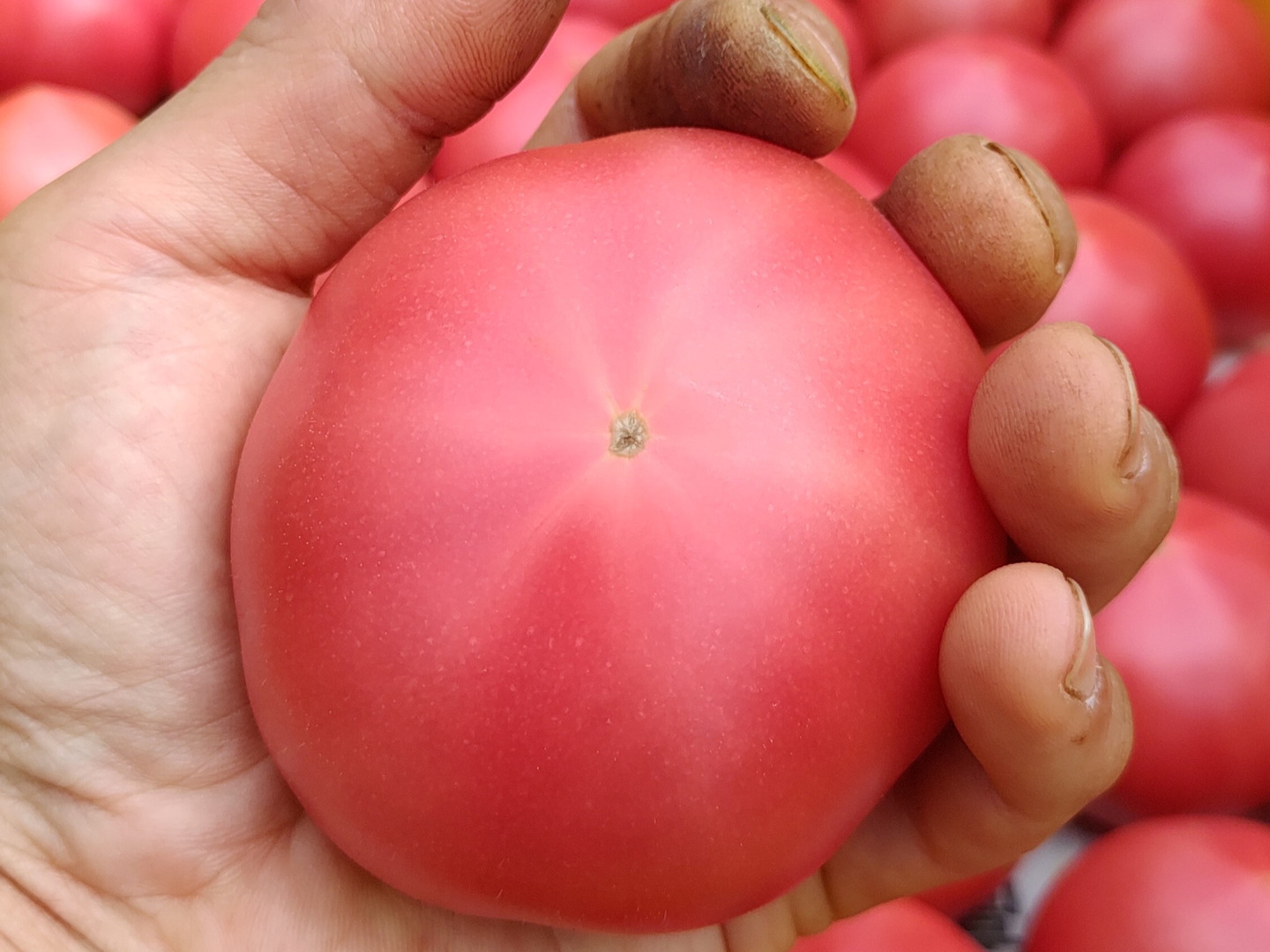 夏の王様トマト🍅始まりました♪ 赤熟もぎりの【麗月】60size
