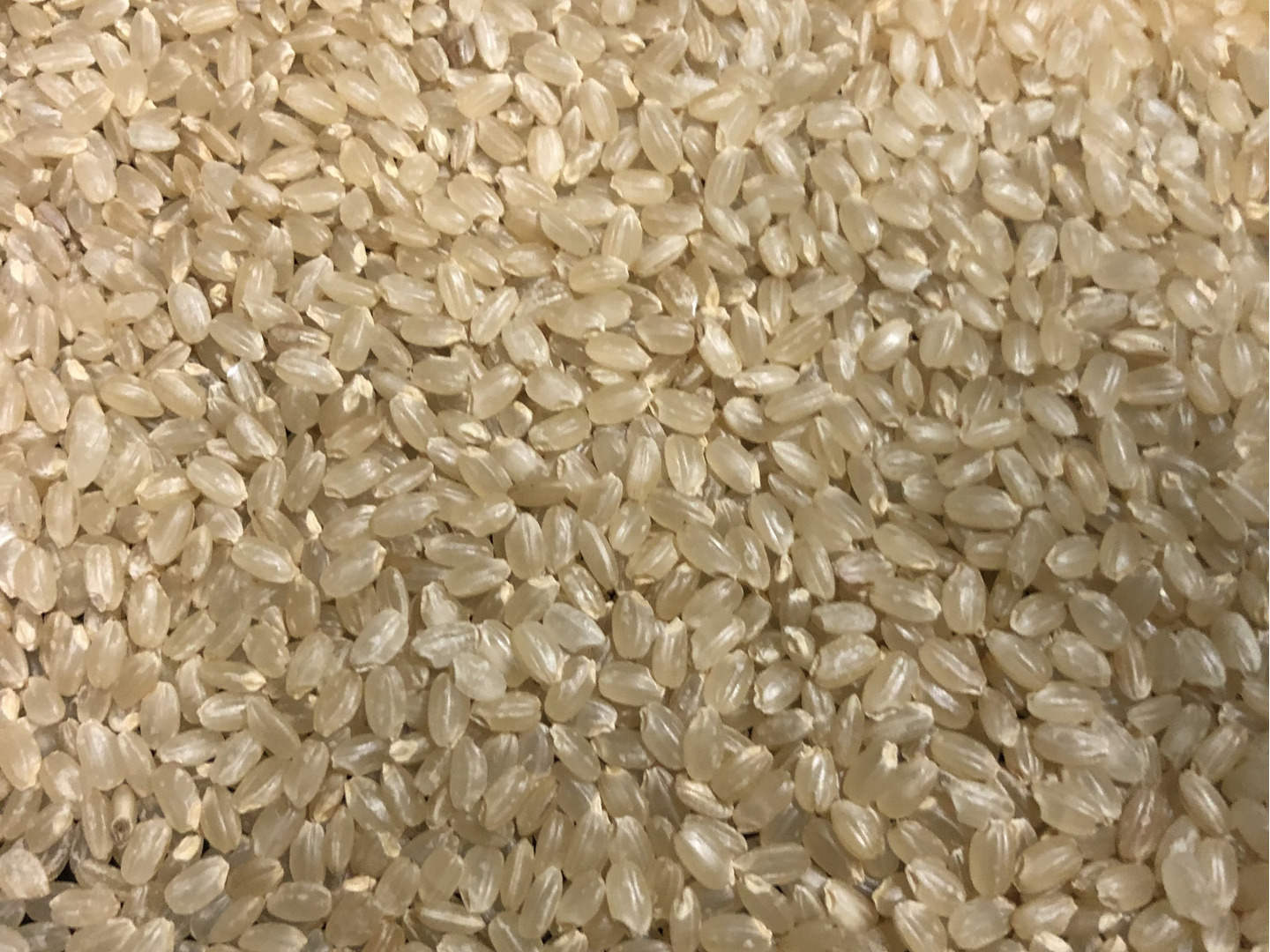 群馬県産コシヒカリ　玄米10kg 令和5年 コシヒカリ10キロ 令和5年 はざかけ米 群馬県産 送料込み