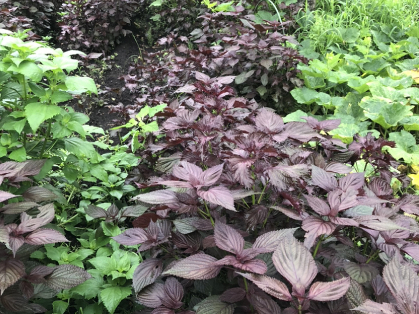 udakyo様専用 農薬不使用 赤紫蘇3500枚以上 茎は入れずに葉