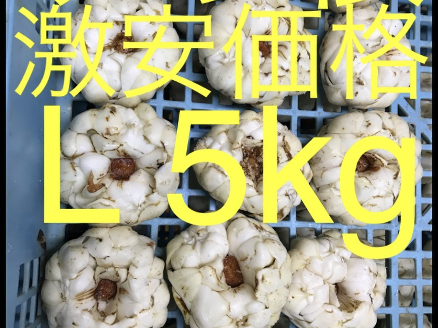 ファッションなデザイン 北海道産 ゆり根 L 5kg お徳用 大特価 野菜：北海道産のゆり根 野菜