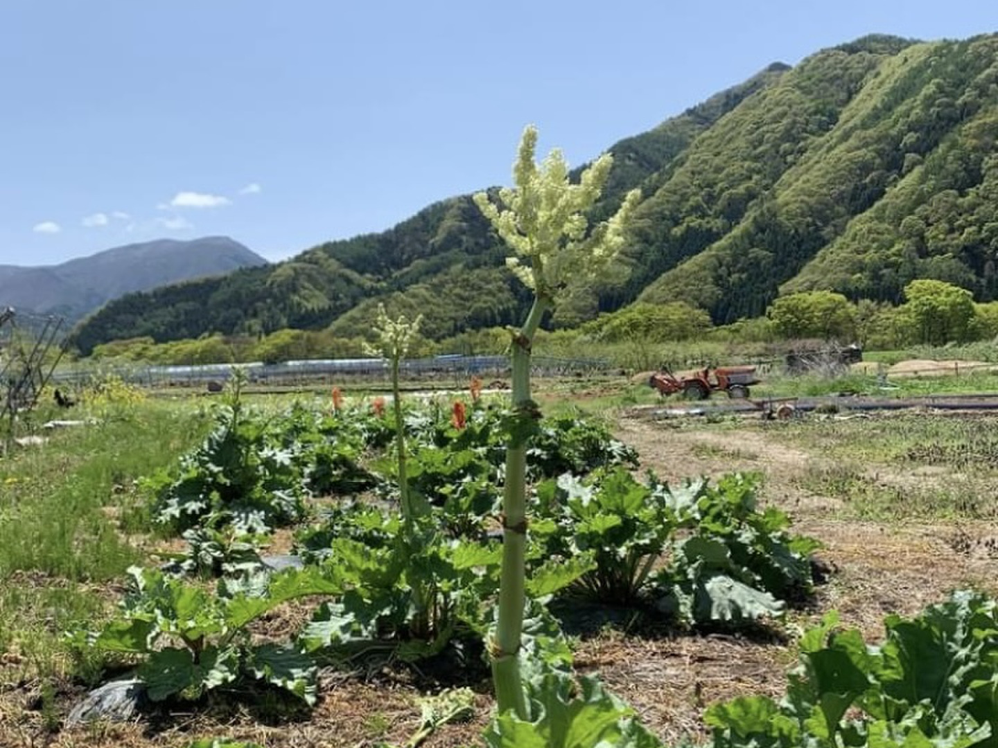 楽天市場】長野県富士見町産 赤いルバーブ 【生】 : 長野県農協
