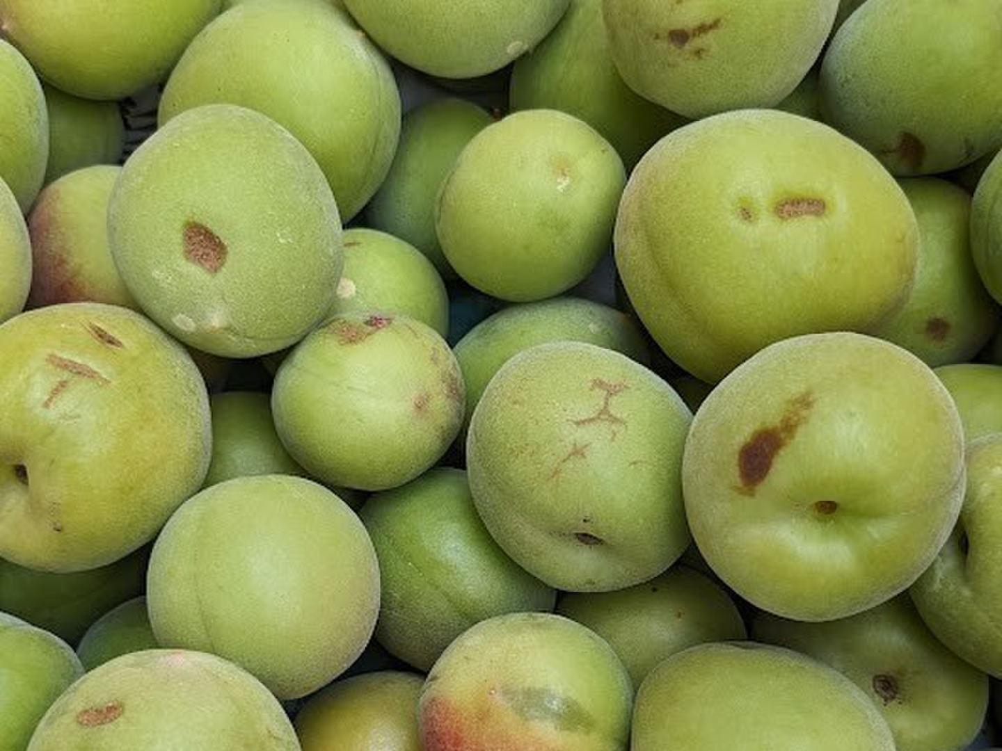 農家直送！平武農園の紀州南高梅【家庭用1kg】 和歌山県有田産