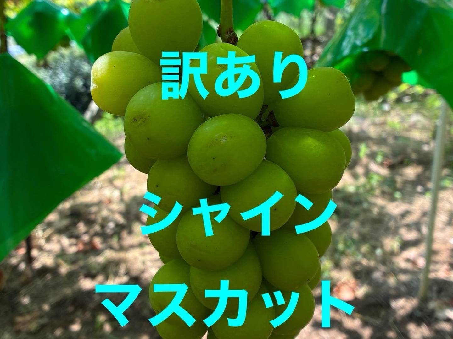 家庭用、訳ありシャインマスカット2㎏（4~5房）：山梨県産の